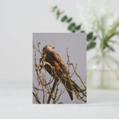 Briefkaart Rode kite (Staand voorkant)