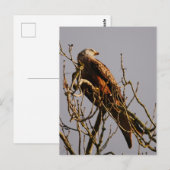 Briefkaart Rode kite (Voorkant / Achterkant)