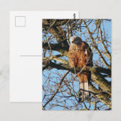 Briefkaart Rode kite (Voorkant / Achterkant)