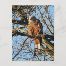 Briefkaart Rode kite