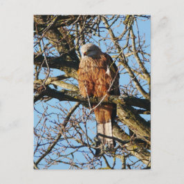 Briefkaart Rode kite