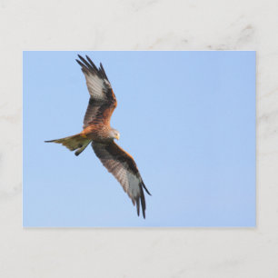 Briefkaart Rode kite
