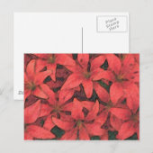 Briefkaart Rode Lilies (Voorkant / Achterkant)