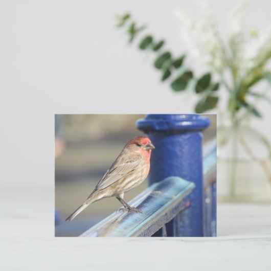 Briefkaart - Rode mus op blauw hek (Staand voorkant)