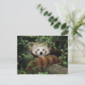 Briefkaart - rode panda (Staand voorkant)