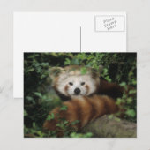 Briefkaart - rode panda (Voorkant / Achterkant)