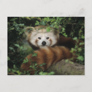 Briefkaart - rode panda