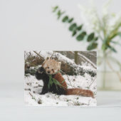 Briefkaart - rode panda 2 (Staand voorkant)