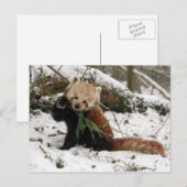Briefkaart - rode panda 2 (Voorkant / Achterkant)