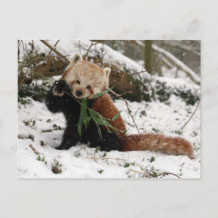 Briefkaart - rode panda 2