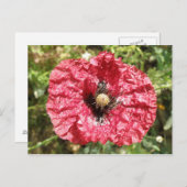  Briefkaart rode papaverblaasjes (Voorkant / Achterkant)