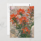 Briefkaart rode penseelventilator (Voorkant / Achterkant)