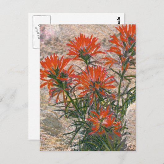 Briefkaart rode penseelventilator (Voorkant / Achterkant)