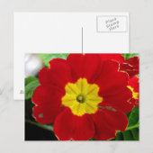 Briefkaart rode primrose (Voorkant / Achterkant)