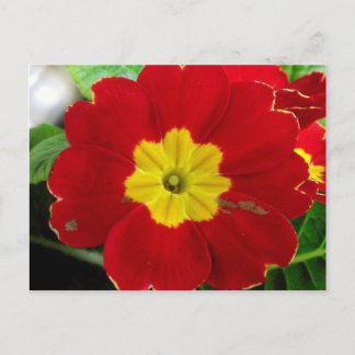 Briefkaart rode primrose