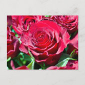 Briefkaart rode rozen (Voorkant)