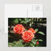 Briefkaart rode rozen (Voorkant / Achterkant)