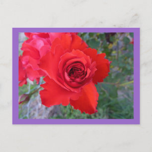 Briefkaart rode rozenrood