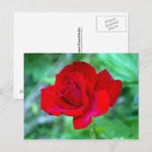 Briefkaart rode rozenrood (Voorkant / Achterkant)