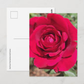 Briefkaart rode rozenrood (Voorkant / Achterkant)