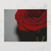 Briefkaart rode rozenrood (Voorkant)
