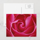 Briefkaart rode rozenrood (Voorkant / Achterkant)