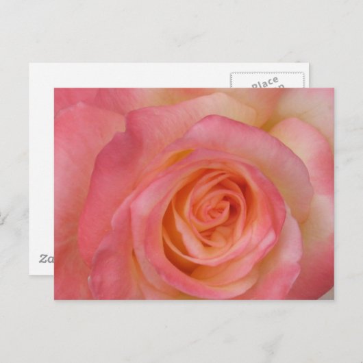 Briefkaart rode rozenrood (Voorkant / Achterkant)