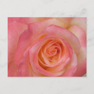 Briefkaart rode rozenrood