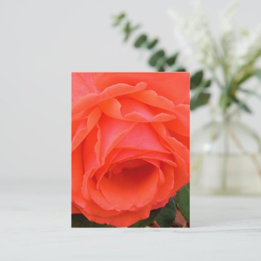 Briefkaart rode rozenrood (Staand voorkant)