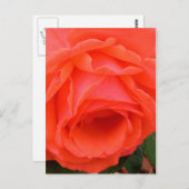 Briefkaart rode rozenrood (Voorkant / Achterkant)