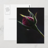 Briefkaart rode rozenrood (Voorkant / Achterkant)