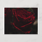 Briefkaart rode rozenrood (Voorkant)