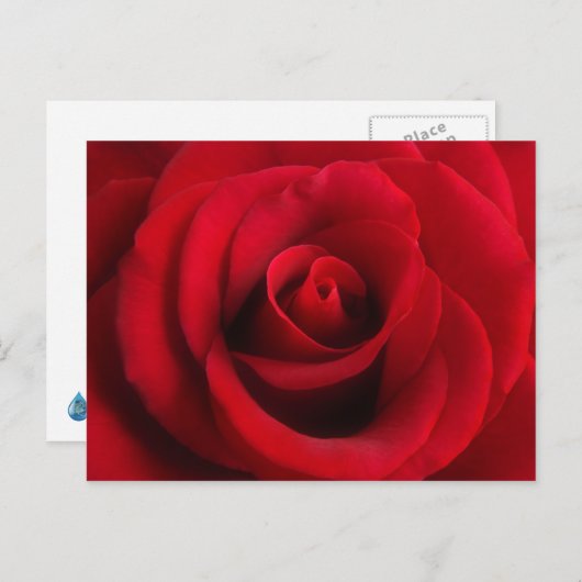 Briefkaart rode rozenrood (Voorkant / Achterkant)