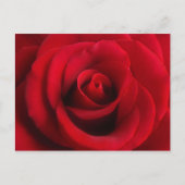 Briefkaart rode rozenrood (Voorkant)