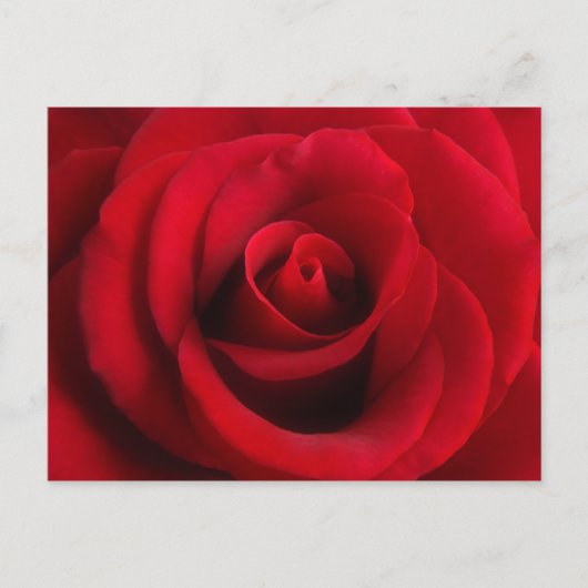 Briefkaart rode rozenrood (Voorkant)