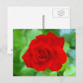 Briefkaart rode rozenrood (Voorkant / Achterkant)