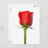 Briefkaart rode rozenrood (Voorkant / Achterkant)