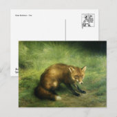 Briefkaart rode vos (Voorkant / Achterkant)