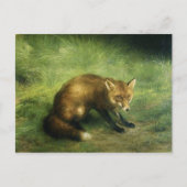 Briefkaart rode vos (Voorkant)