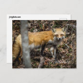 Briefkaart rode vos (Voorkant / Achterkant)