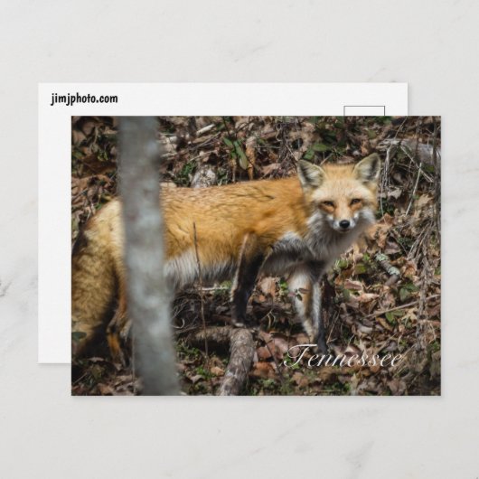 Briefkaart rode vos (Voorkant / Achterkant)