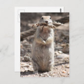 Briefkaart rond de grondeekhoorn (Voorkant / Achterkant)