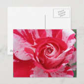 Briefkaart rood en wit Roos (Voorkant / Achterkant)