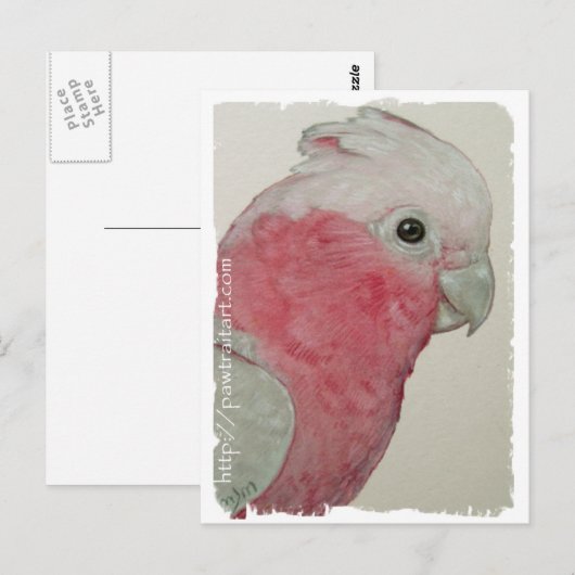 Briefkaart - Roos - GeBreste kaketoes (Voorkant / Achterkant)