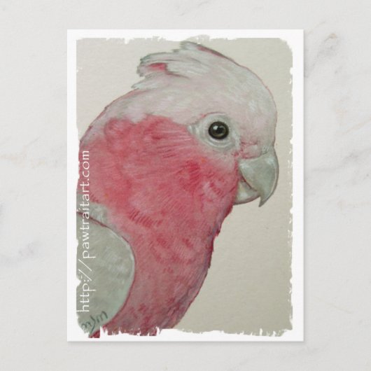 Briefkaart - Roos - GeBreste kaketoes (Voorkant)