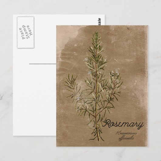  Briefkaart Rosemary Herb (Voorkant / Achterkant)