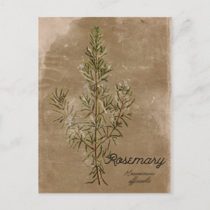  Briefkaart Rosemary Herb