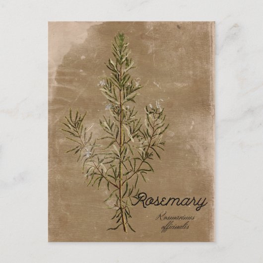  Briefkaart Rosemary Herb (Voorkant)