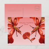 Briefkaart Royal Poinciana (Voorkant / Achterkant)