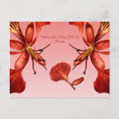 Briefkaart Royal Poinciana (Voorkant)